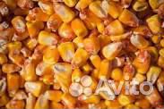 Зерно: пшеница, кукуруза, семечки подсолнечкика купить на Зозу.ру - фотография № 1