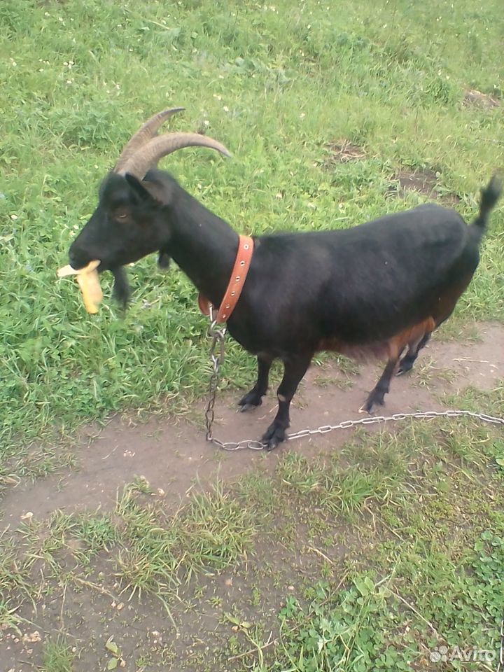Продаются козы дойные на племя и молодняк купить на Зозу.ру - фотография № 4