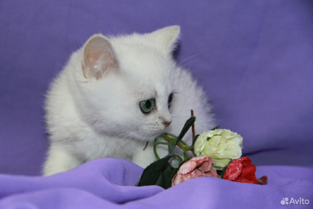 Серебрянный котик Хью купить на Зозу.ру - фотография № 3