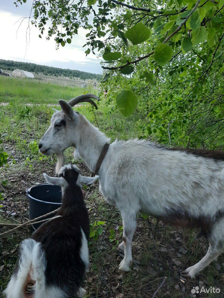 Продам козу с козленком девочкой купить на Зозу.ру - фотография № 5