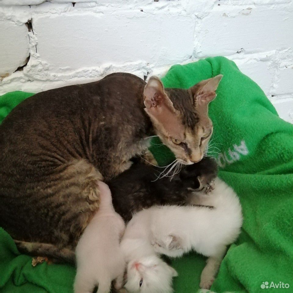 Кошка с котятами купить на Зозу.ру - фотография № 4