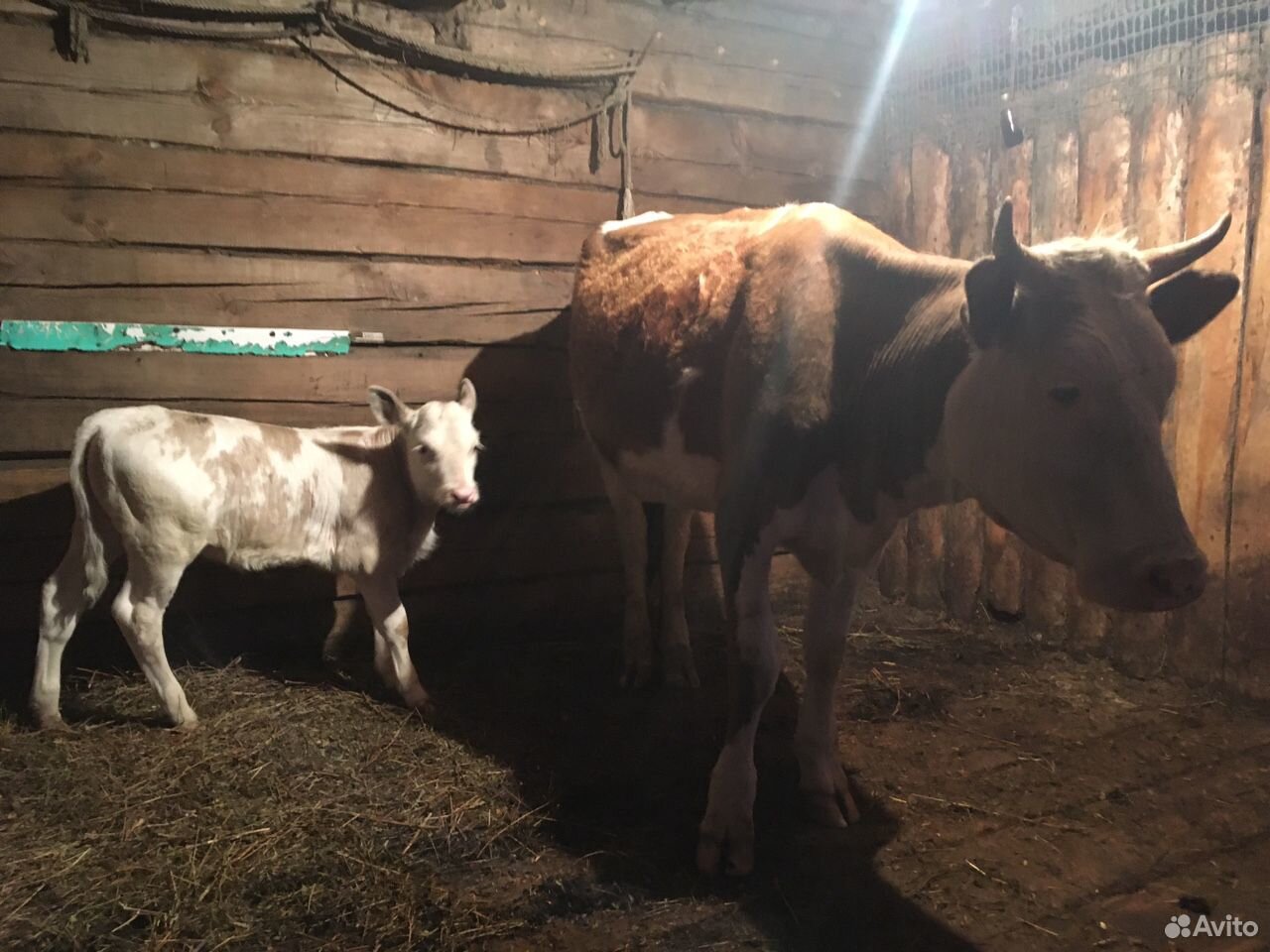 Корова и теленок купить на Зозу.ру - фотография № 1