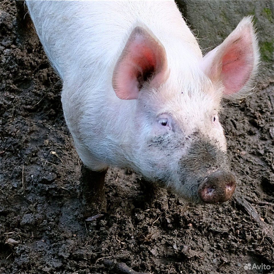 Свиньи белые на мясо купить на Зозу.ру - фотография № 1