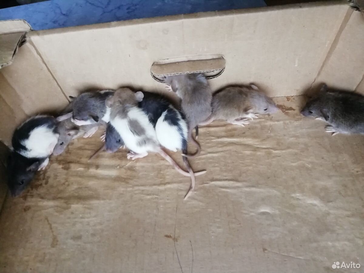Крысята купить на Зозу.ру - фотография № 1