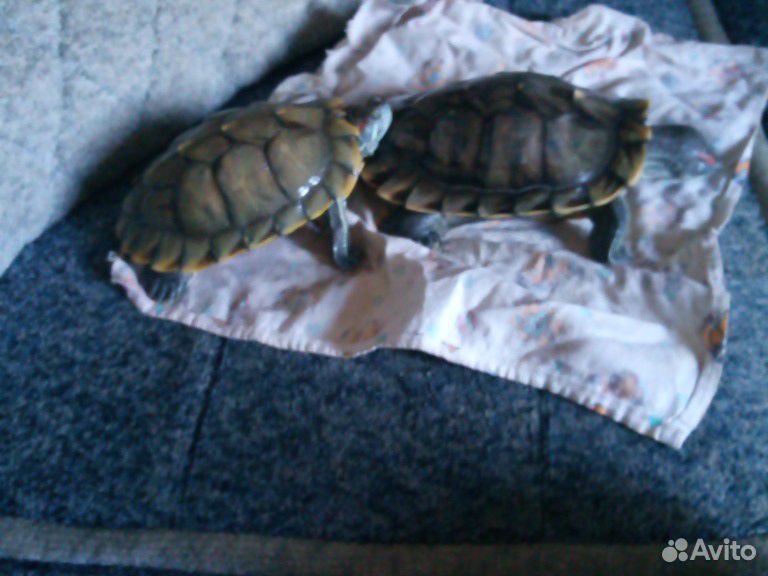 Черепаха купить на Зозу.ру - фотография № 2