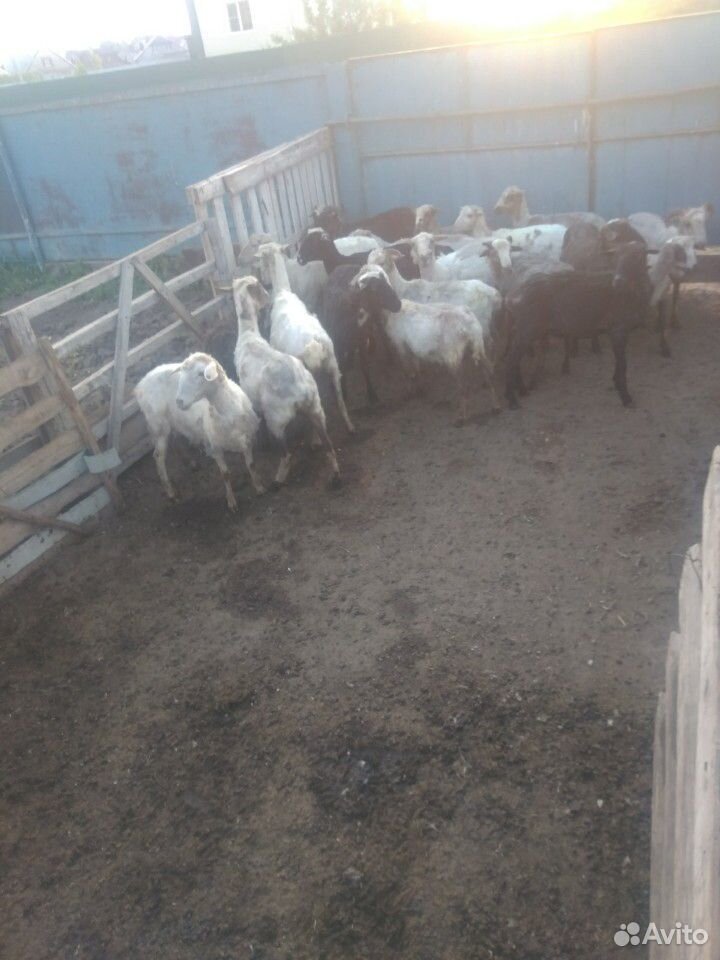 Овцы,ярки возможен обмен на баранов,крс купить на Зозу.ру - фотография № 3