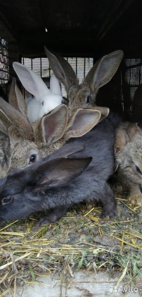Кролики (1-3 месячные) купить на Зозу.ру - фотография № 4