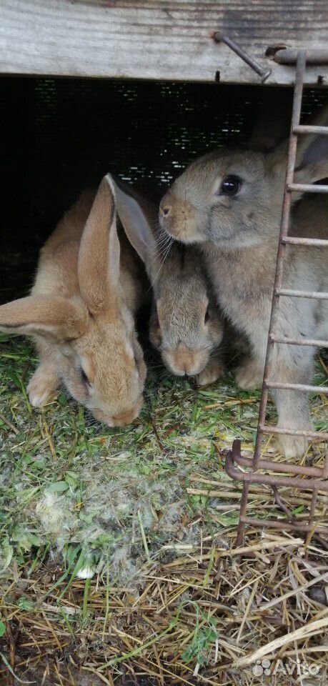 Кролики (1-3 месячные) купить на Зозу.ру - фотография № 2