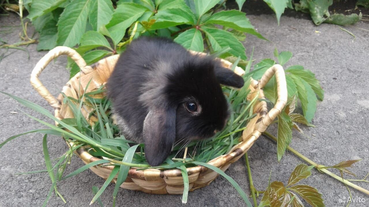 Кролик декоративный (мальчики зайчики) купить на Зозу.ру - фотография № 1