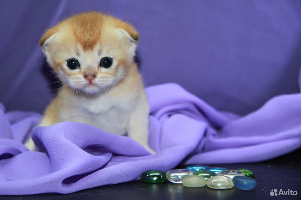 Золотой котик Фил купить на Зозу.ру - фотография № 1