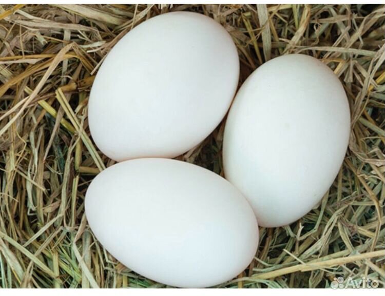 Инкубационное яйцо гусиное купить на Зозу.ру - фотография № 1