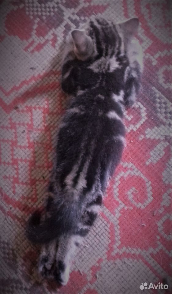 Котенок мраморный табби (вискас) на лбу буква М купить на Зозу.ру - фотография № 8