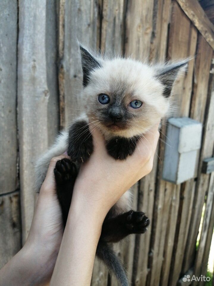 Отдам в добрые руки малышей котяток купить на Зозу.ру - фотография № 2