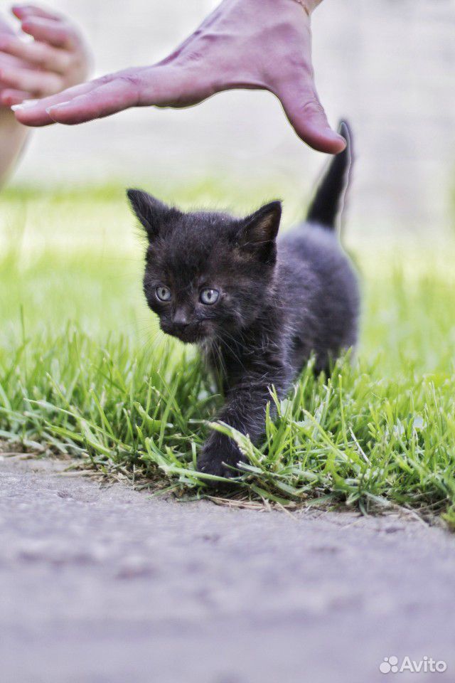 Котенок - черный/мальчик купить на Зозу.ру - фотография № 3