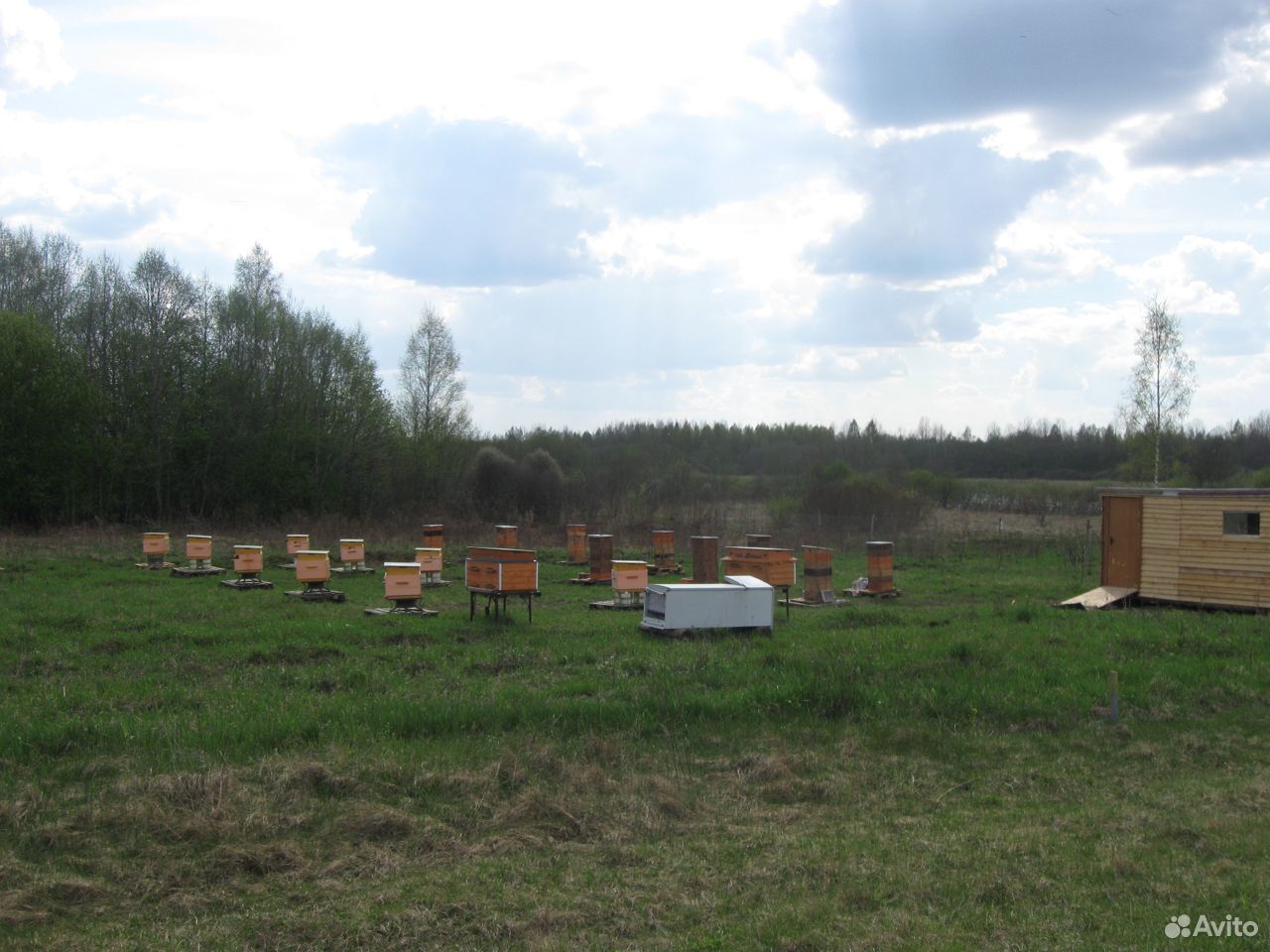 Продам пчелосемьи купить на Зозу.ру - фотография № 6