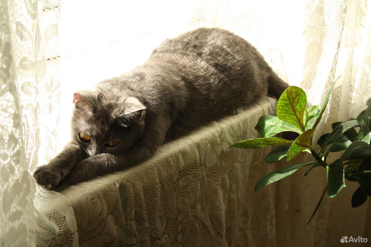 Плюшевые котята купить на Зозу.ру - фотография № 6