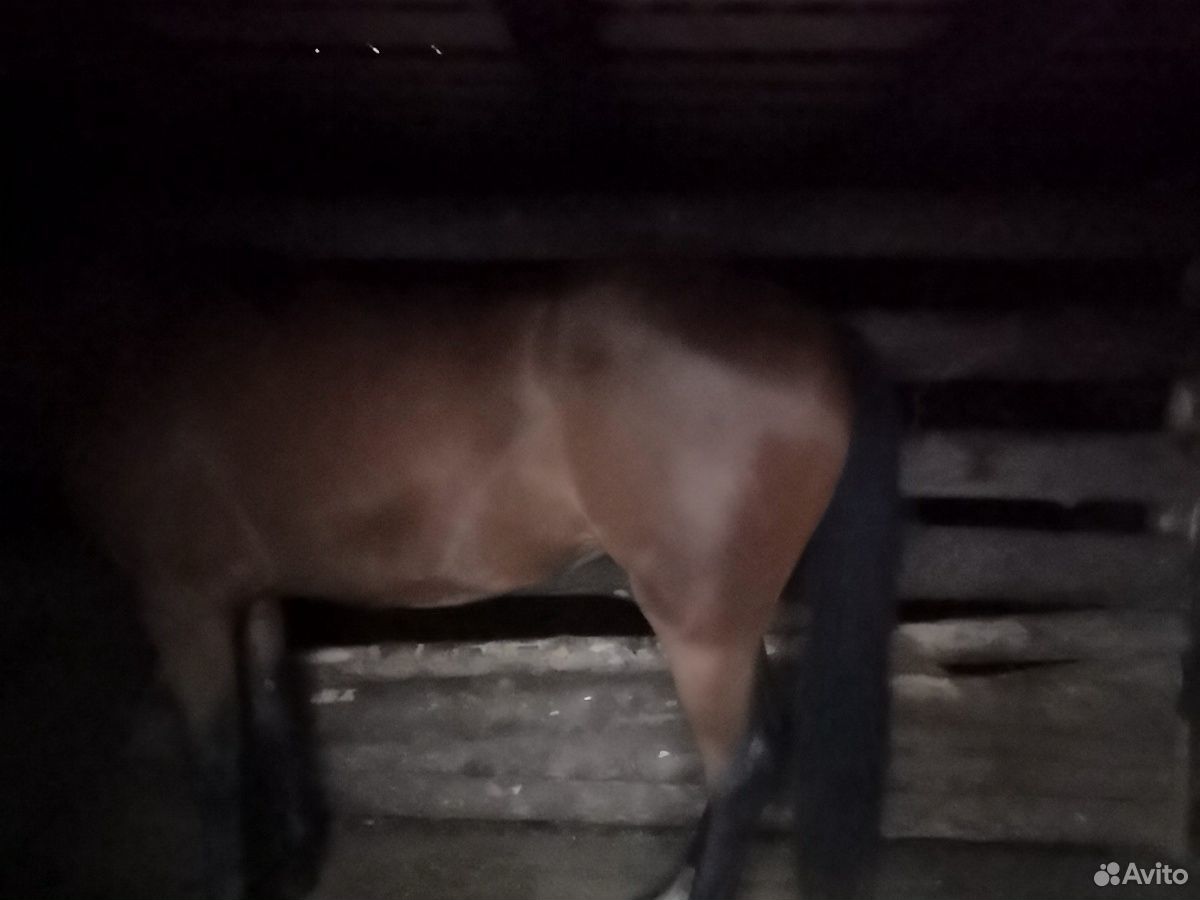 Лошадь гнедая 1, 8 года спокойна обучена к уздечки купить на Зозу.ру - фотография № 3