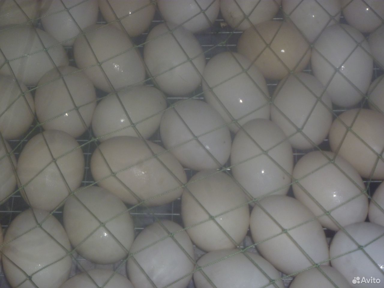 Инкубационное яйцо купить на Зозу.ру - фотография № 2