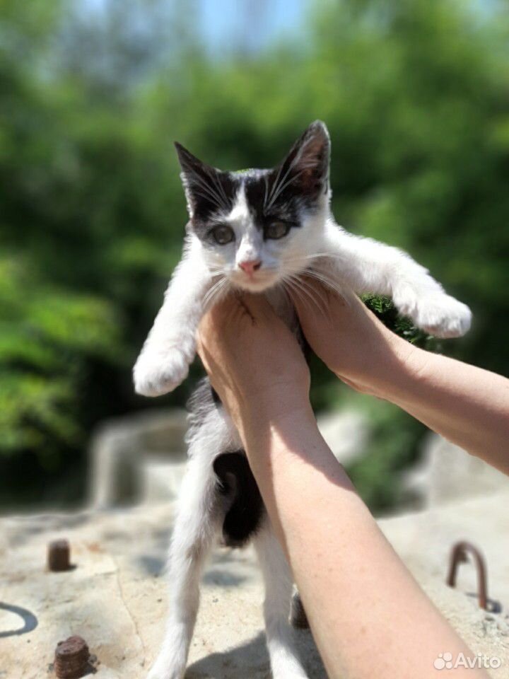 Ласковый котик купить на Зозу.ру - фотография № 2