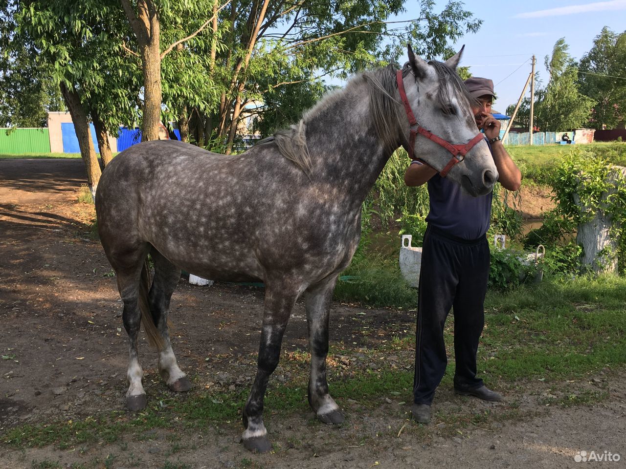 Продаётся лошадь Орловской породы купить на Зозу.ру - фотография № 1