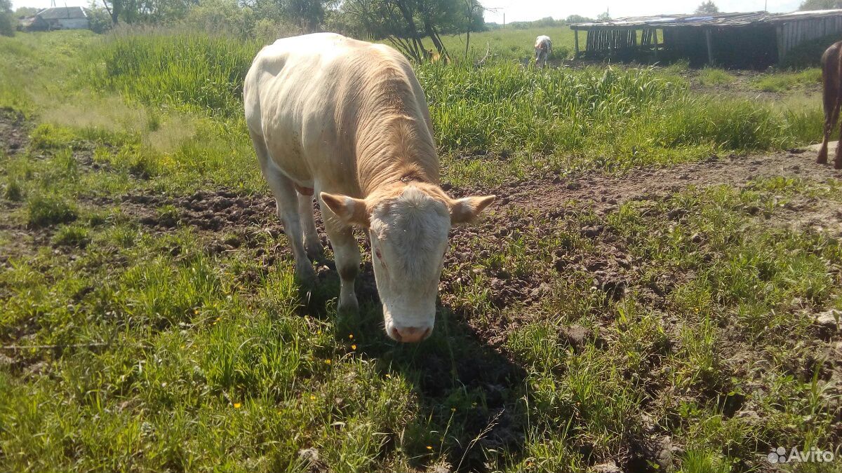 Коровы,бык купить на Зозу.ру - фотография № 3