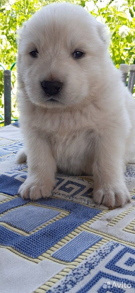 Белый кавказец собака (64 фото)