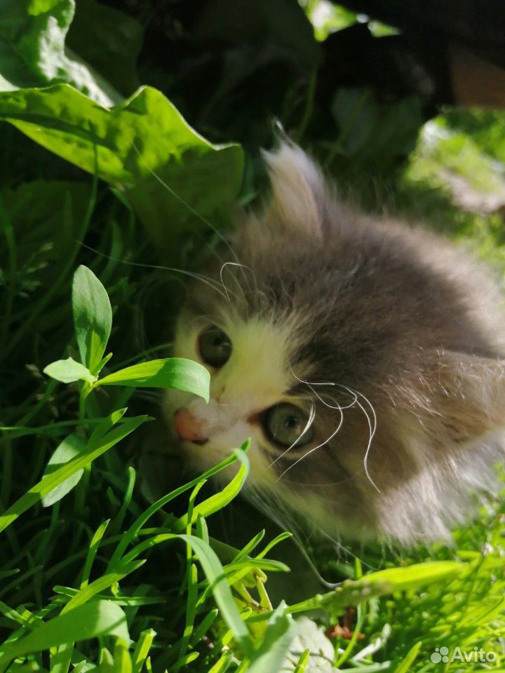 Котята от персидской кошки купить на Зозу.ру - фотография № 5