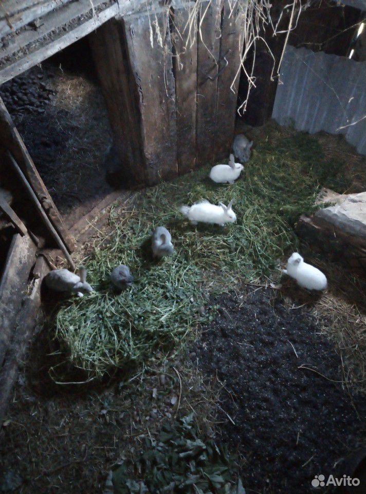 Кролики 3,5х месячные купить на Зозу.ру - фотография № 5