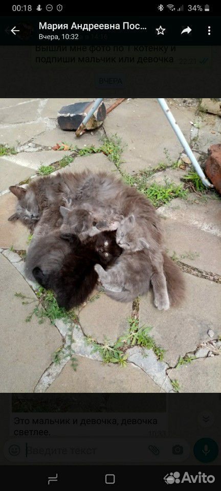 2 кошечки, 1 кот в добрые руки купить на Зозу.ру - фотография № 1