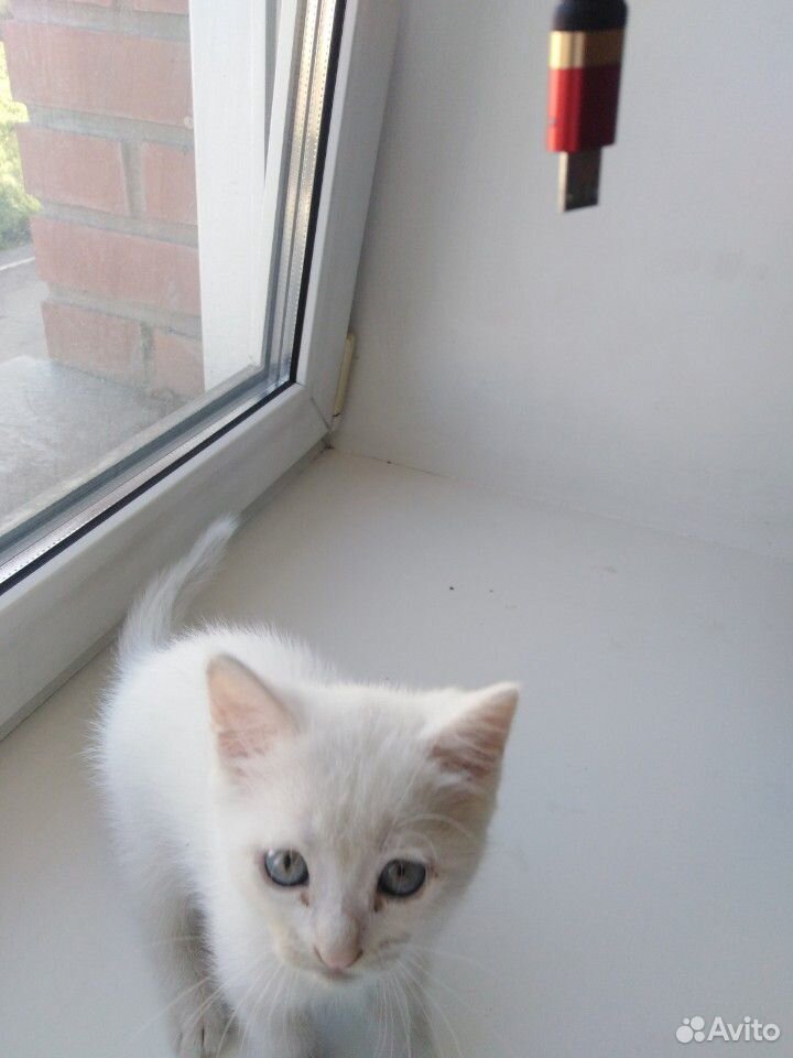 Белый котик с голубыми глазками Турецкой ангоры купить на Зозу.ру - фотография № 4