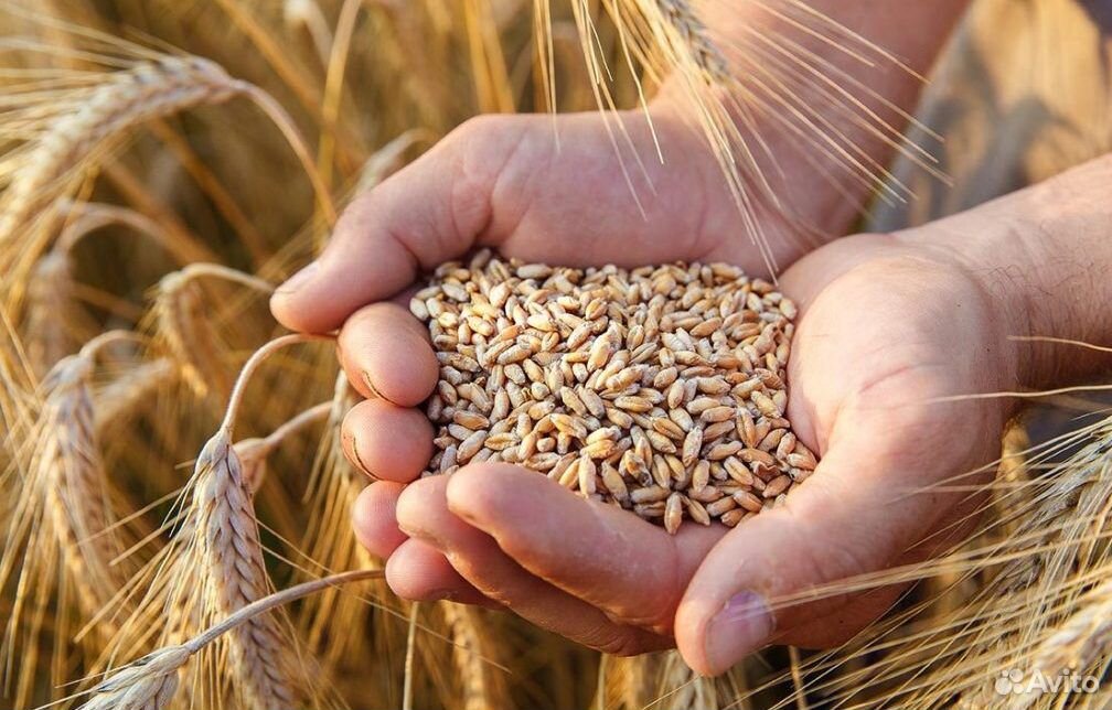 Кукуруза, пшеница купить на Зозу.ру - фотография № 1