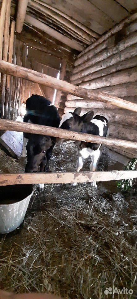 Продаются теленок 1.5 месяца и бычок 1 месяц купить на Зозу.ру - фотография № 1