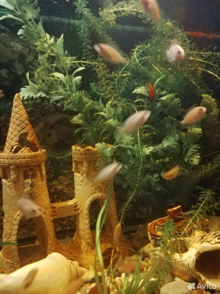 Цихлида фламинго (розовая) рыбка аквариумная купить на Зозу.ру - фотография № 4