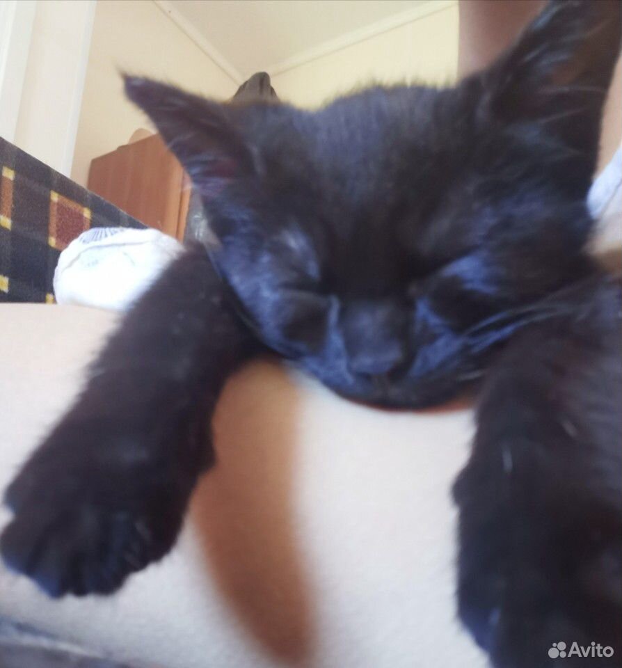 Чёрный котенок девочка купить на Зозу.ру - фотография № 8