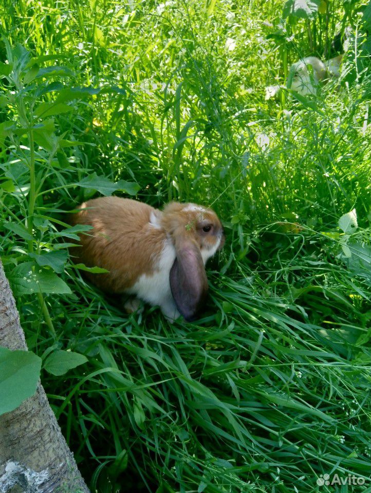 Кролик купить на Зозу.ру - фотография № 7