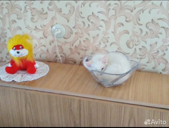 Белая кошечка с голубыми глазками купить на Зозу.ру - фотография № 4