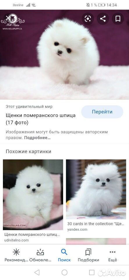 Ищем щенка шпица 3-4 месяца купить на Зозу.ру - фотография № 5