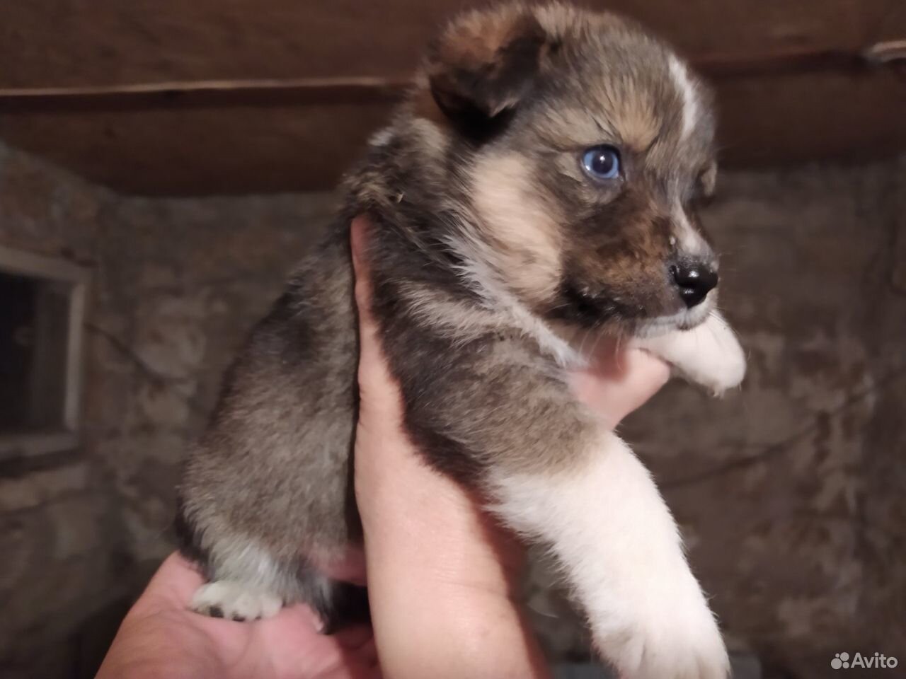 Щенок 2 месяца не ест кашу