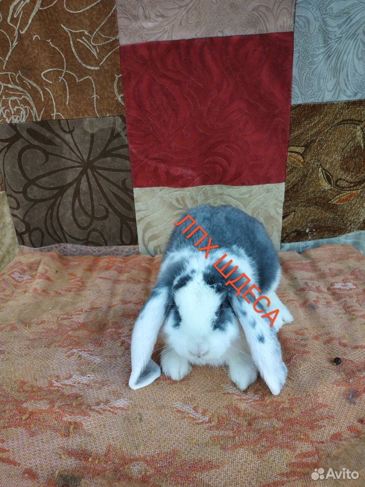 Кролики быстрого набора веса купить на Зозу.ру - фотография № 6