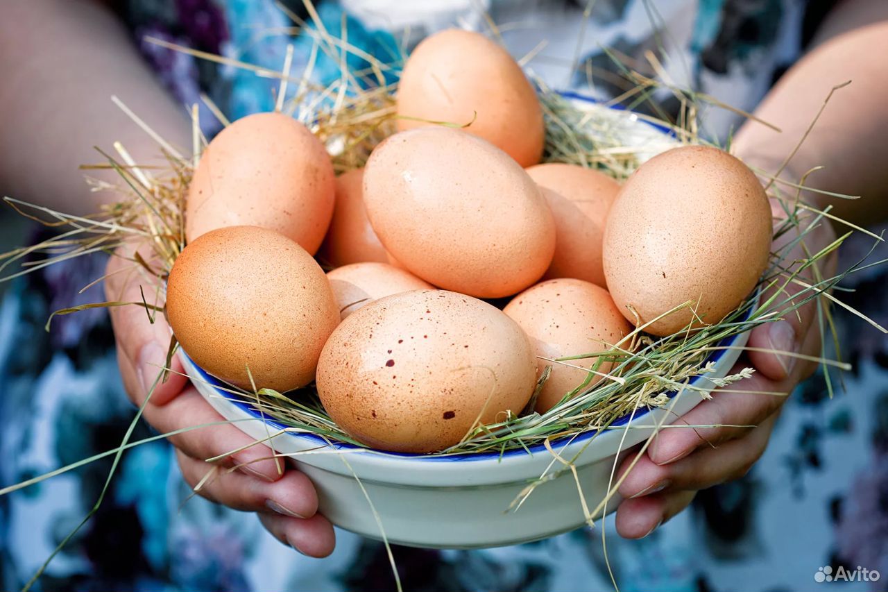 Яйцо домашней птицы купить на Зозу.ру - фотография № 1