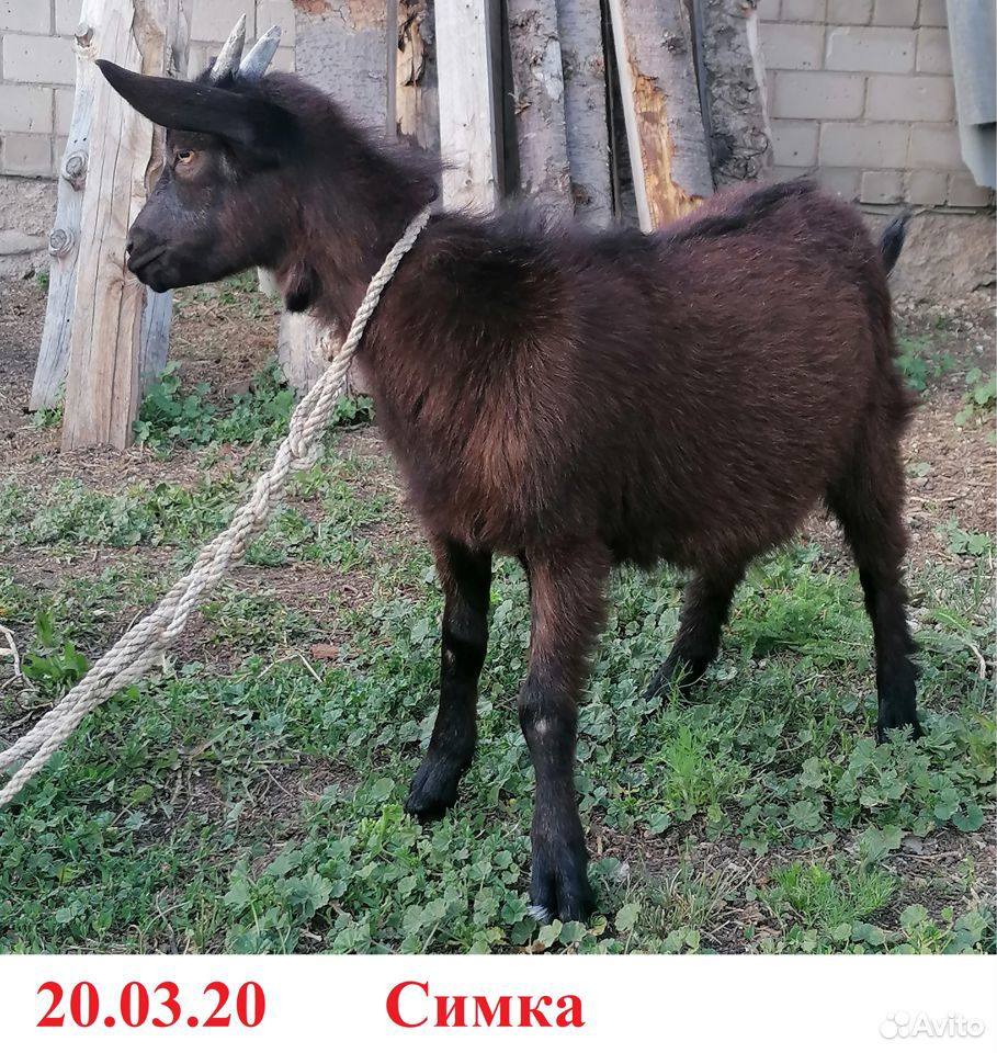 Коза, козлята купить на Зозу.ру - фотография № 1