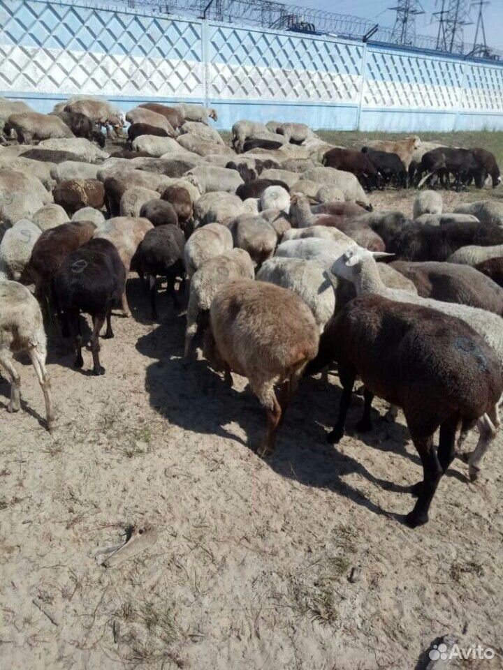 Овцы и бараны купить на Зозу.ру - фотография № 1