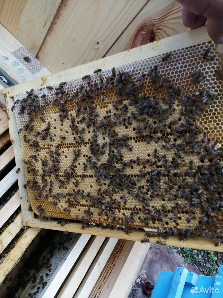 Пчело пакеты дадан купить на Зозу.ру - фотография № 1