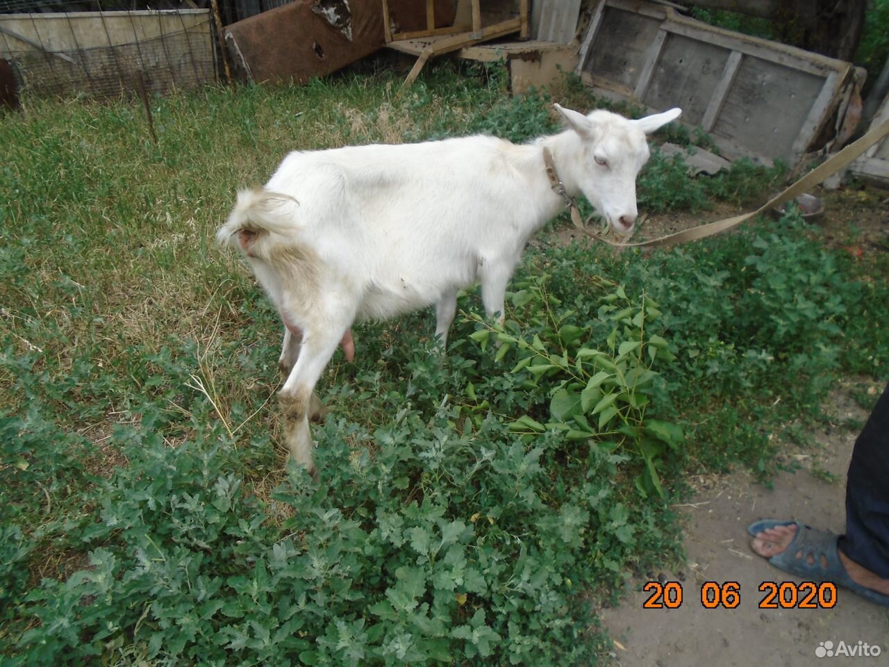 Продам козу дойной породы купить на Зозу.ру - фотография № 2