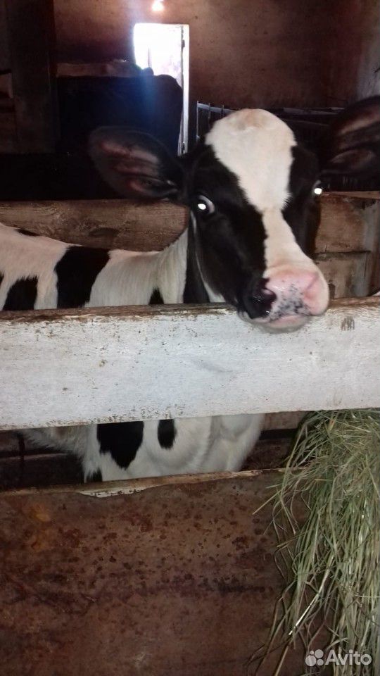 Тёлка от крупной молочной коровы купить на Зозу.ру - фотография № 2