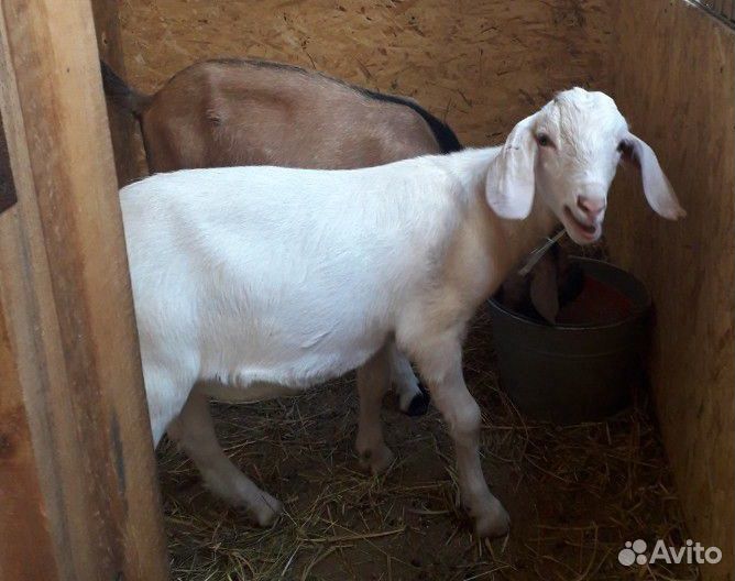 Нубийская коза и козел купить на Зозу.ру - фотография № 5