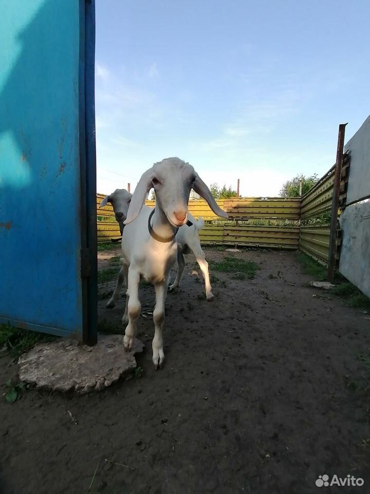 Продам коз купить на Зозу.ру - фотография № 4