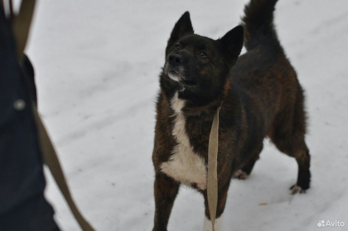 Собака Меди ищет дом купить на Зозу.ру - фотография № 4