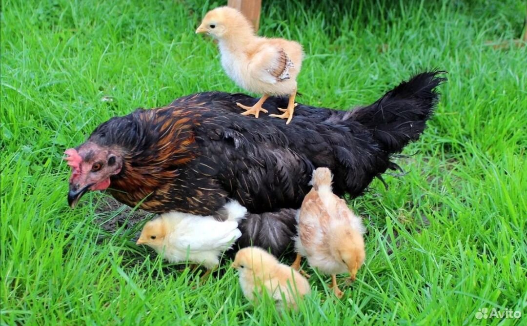 Наседка с цыплятами купить на Зозу.ру - фотография № 4