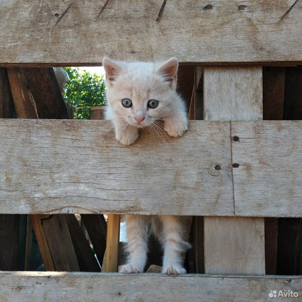Котята рыжики в добрые руки купить на Зозу.ру - фотография № 1